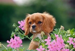 PUP-10-GL0003-01P