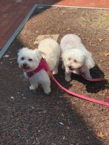 The Girls on Main Street